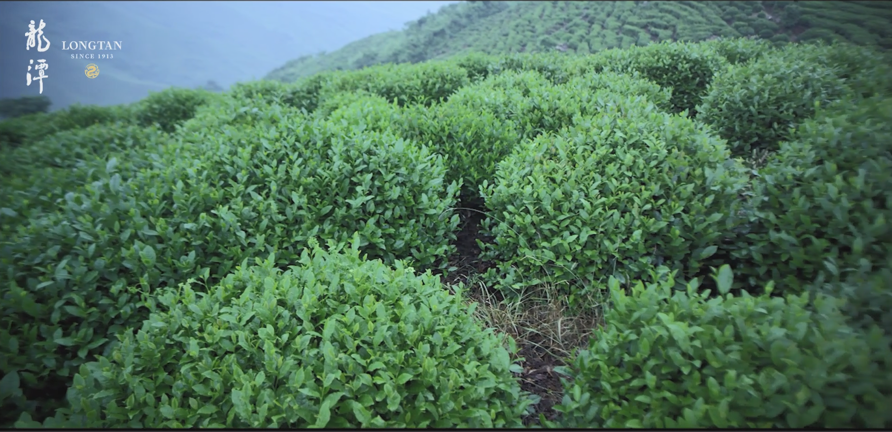 龙潭茶叶生态茶园探访