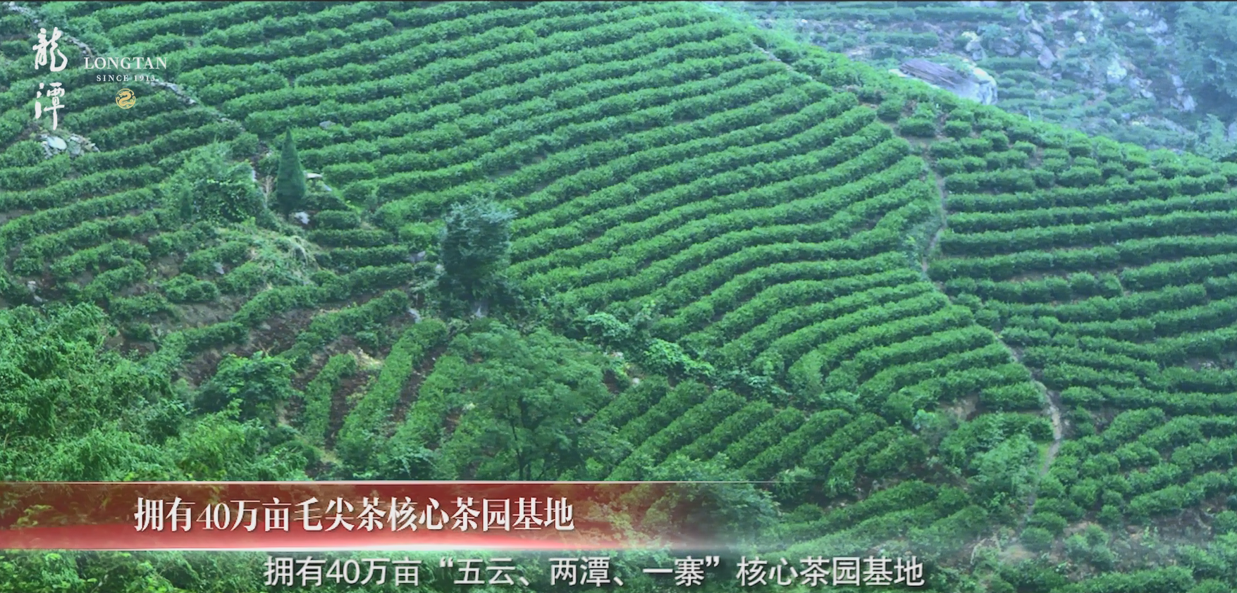 龙潭茶叶匠心之路